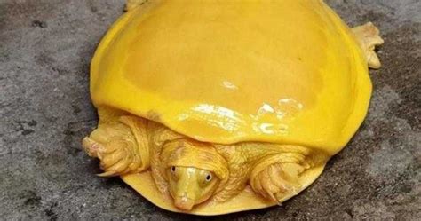 金色烏龜 必備條件